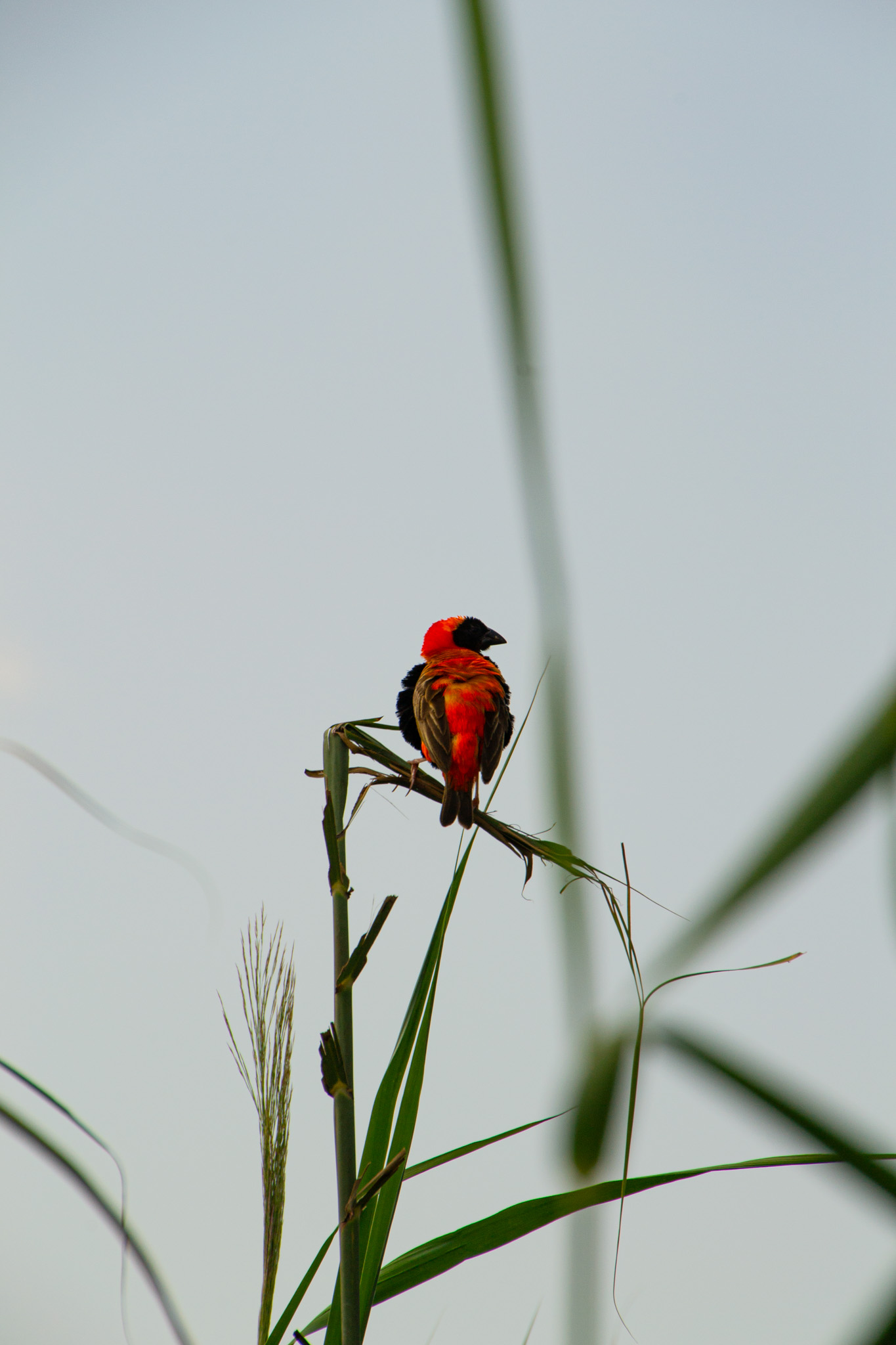 NATURE PHOTOGRAPHY
